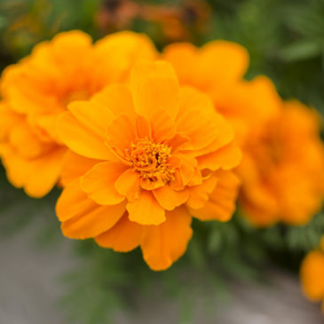 Dyeing Silks with Marigolds