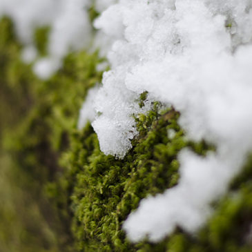 About Around the Year