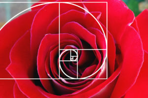 fibonacci sequence in roses